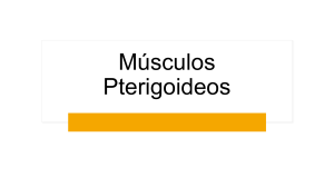 M&uacute;sculos Pterigoideos: Anatom&iacute;a, Ubicaci&oacute;n y Funci&oacute;n