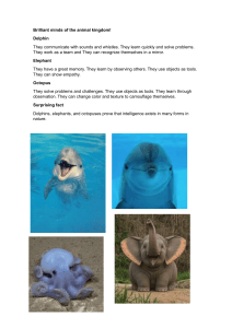 Brilliant Minds of the Animal Kingdom