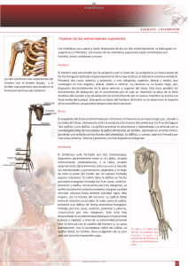 Huesos de las extremidades superiores: Anatom&iacute;a del aparato locomotor
