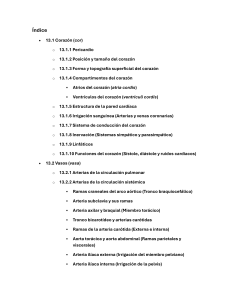 Anatom&iacute;a del sistema cardiovascular en mam&iacute;feros