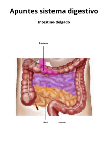 Apuntes sobre el sistema digestivo: Intestino delgado y grueso
