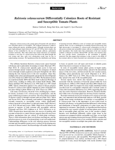 Ralstonia solanacearum Colonization in Tomato Roots: Resistant vs Susceptible
