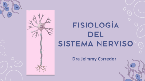 Fisiolog&iacute;a del Sistema Nervioso - Dra Jeimmy Corredor