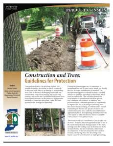 Construction & Trees: Protection Guidelines